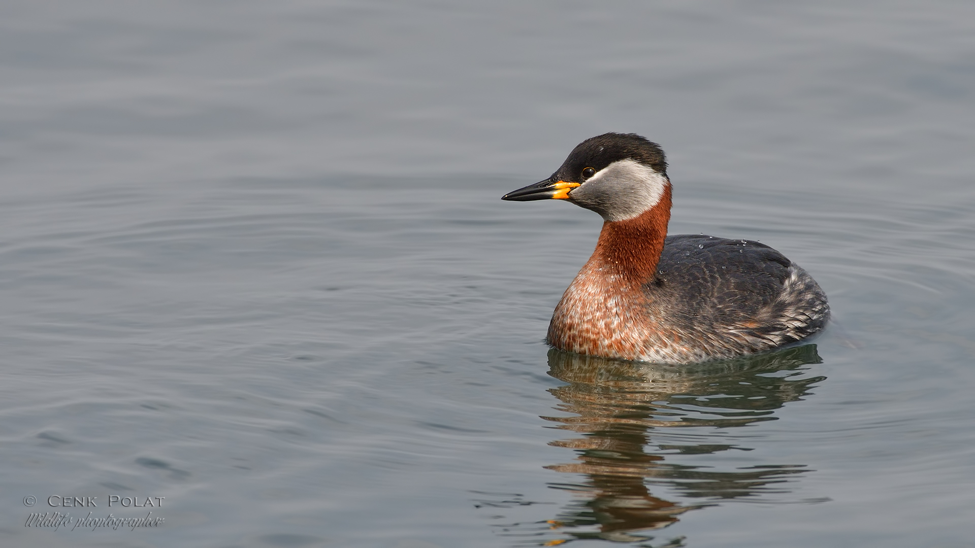 Red-necked Grebe